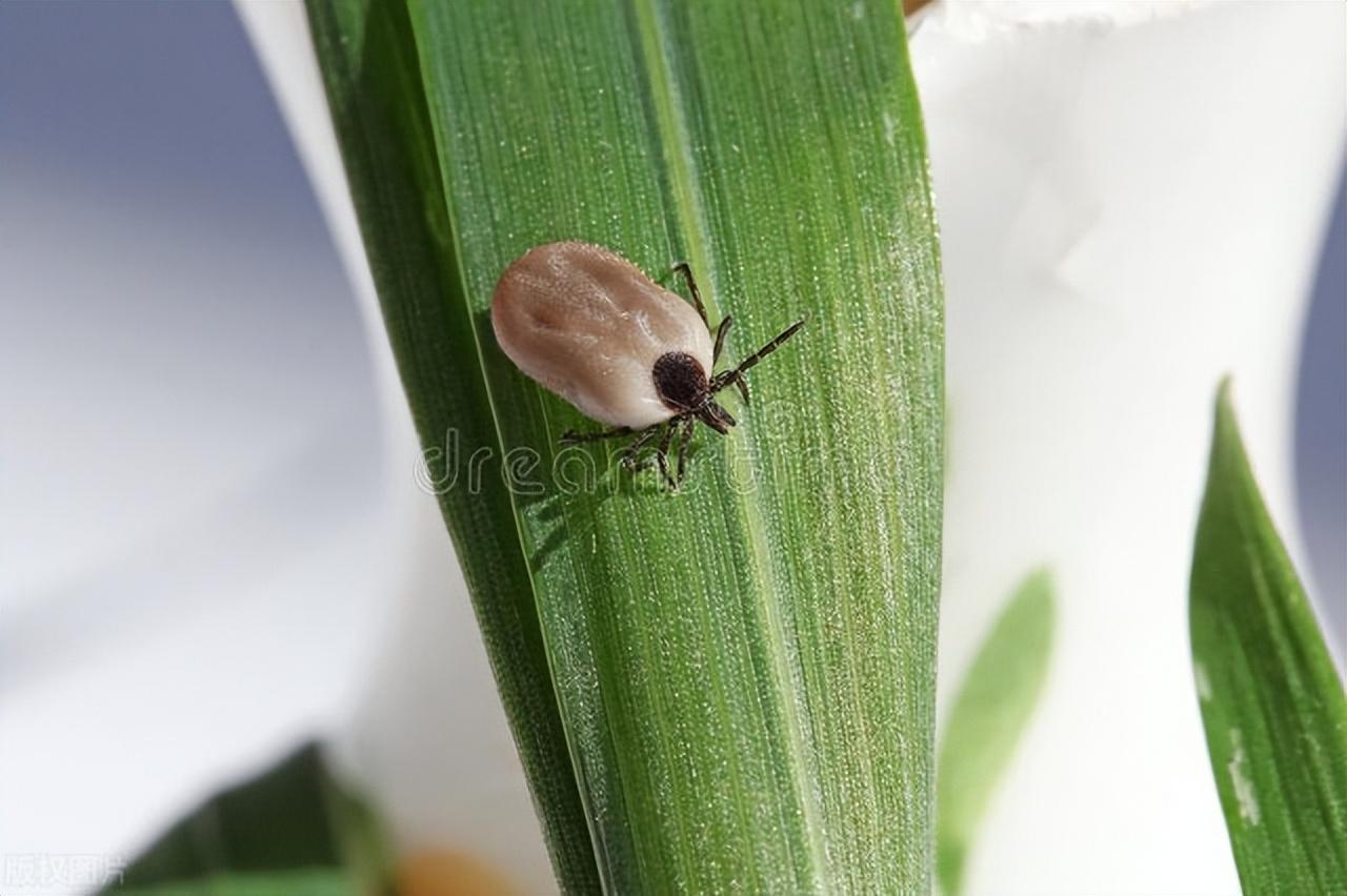 夏天最常见的虫子大全（盘点夏季常见的9种昆虫）