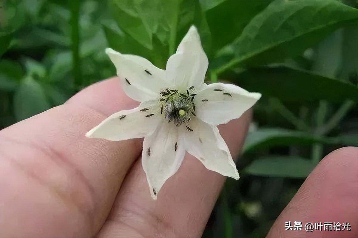 杀蓟马的三个好药（防治蓟马最常用的8种杀虫剂）