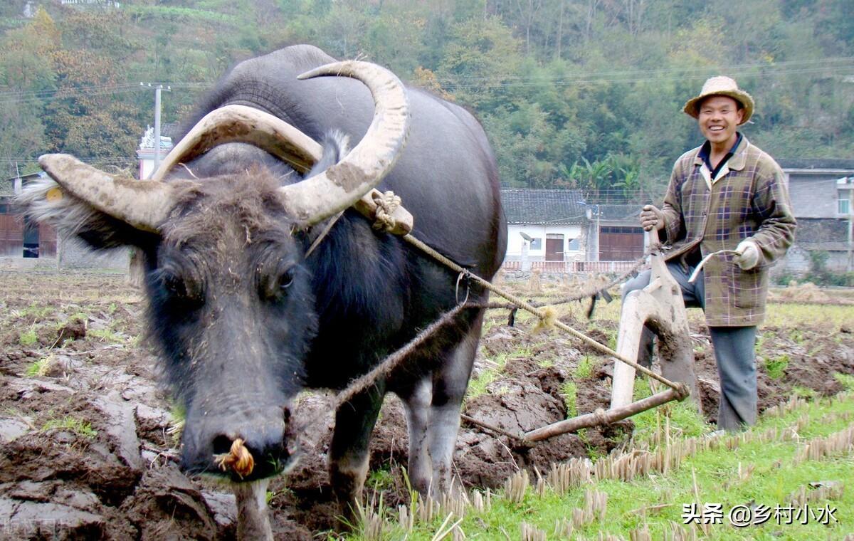 防治蛴螬最佳时间（分享6个独特方法，有效杀灭蛴螬）