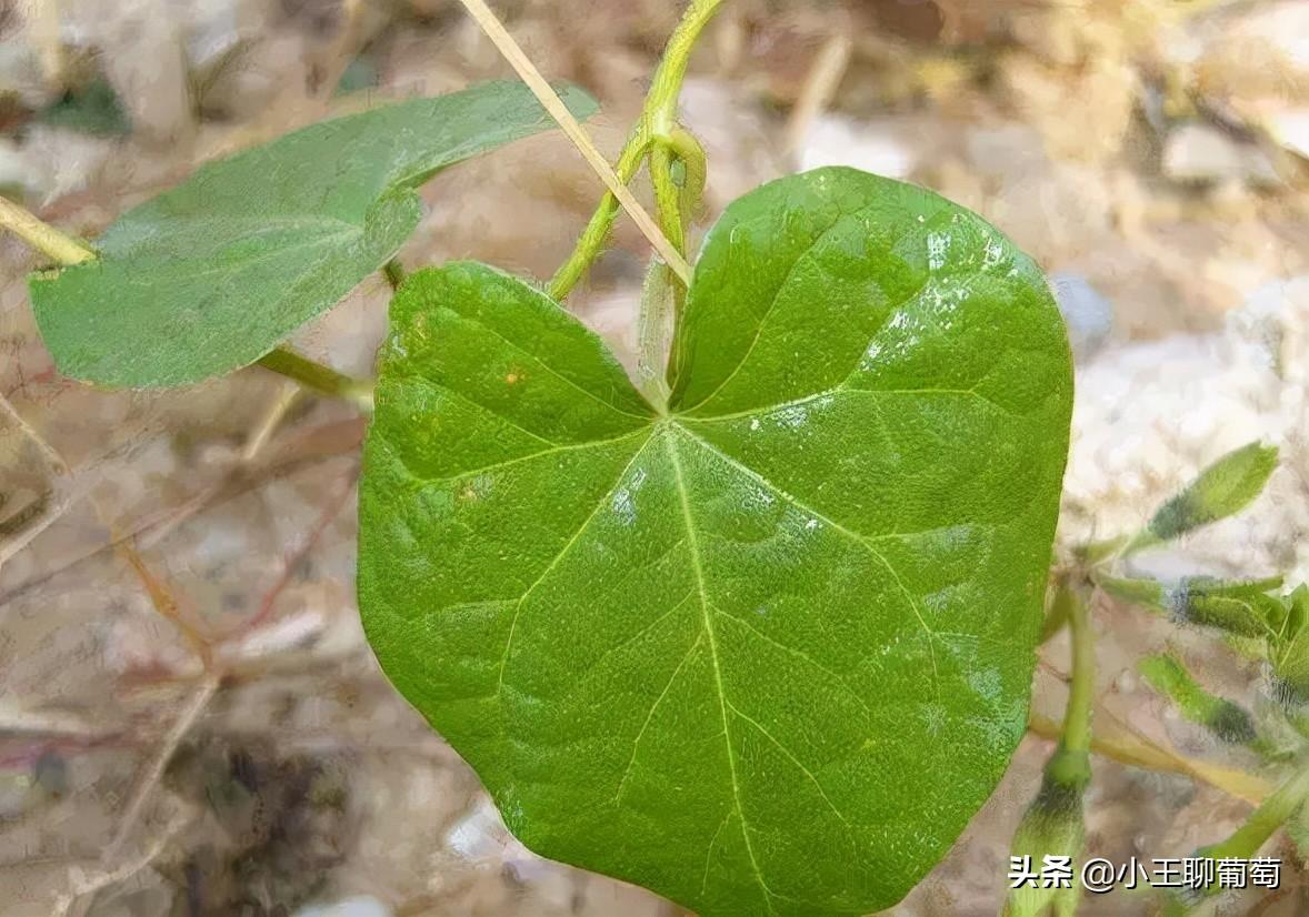 吡唑醚菌酯不能跟什么混用（吡唑醚菌酯五大禁忌和十大最佳杀菌配方）