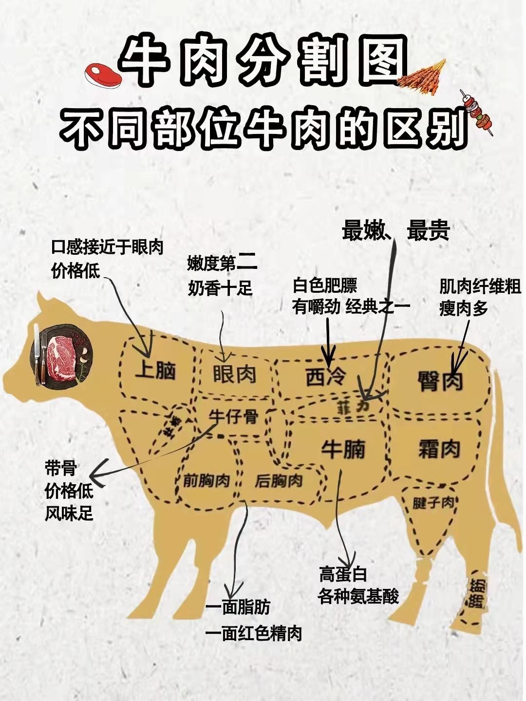 牛小排是牛的哪个部位（牛肉不同部位区别）