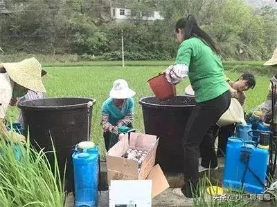 吡唑醚菌酯不能跟什么混用（吡唑醚菌酯五大禁忌和十大最佳杀菌配方）