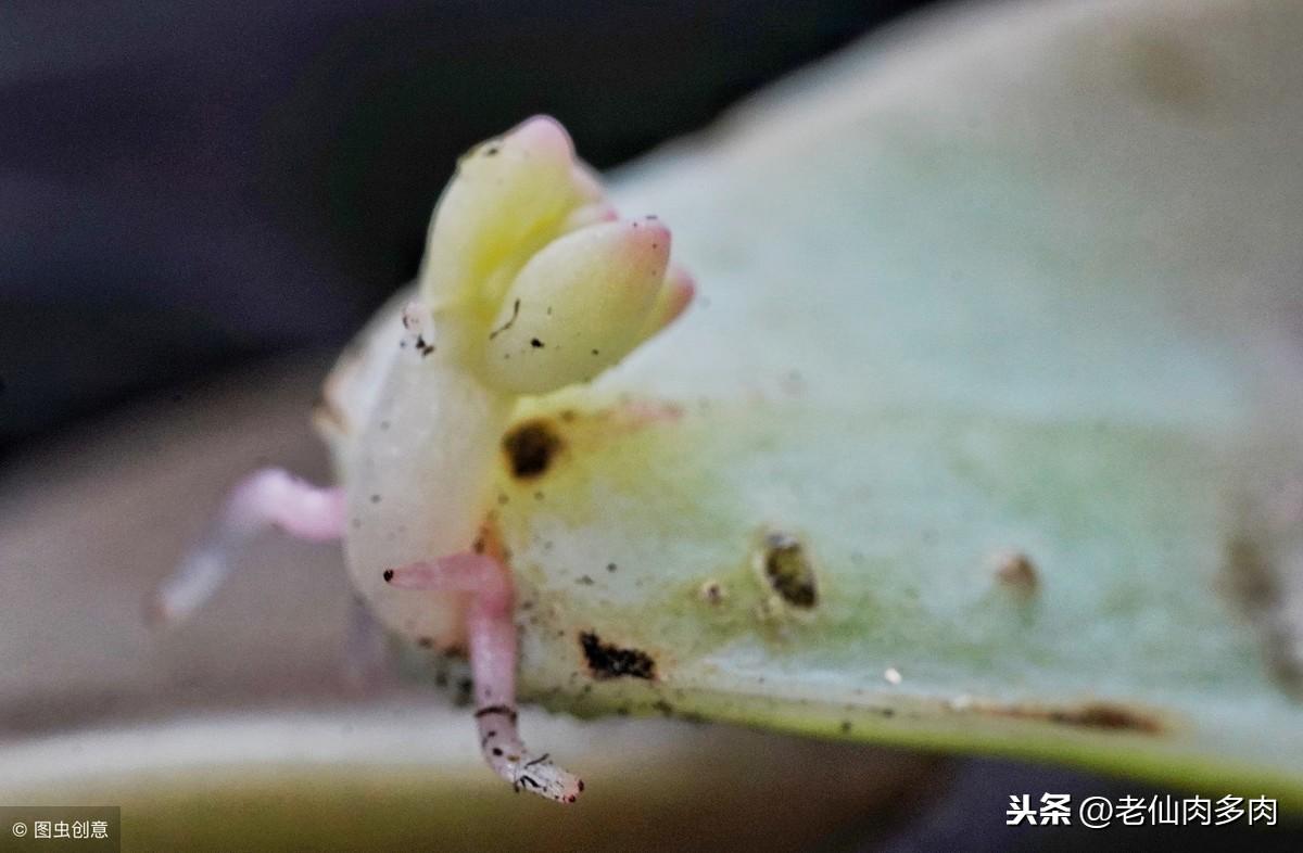 多肉玉坠怎样繁殖快速发芽（多肉植物叶插快速发芽的小技巧）