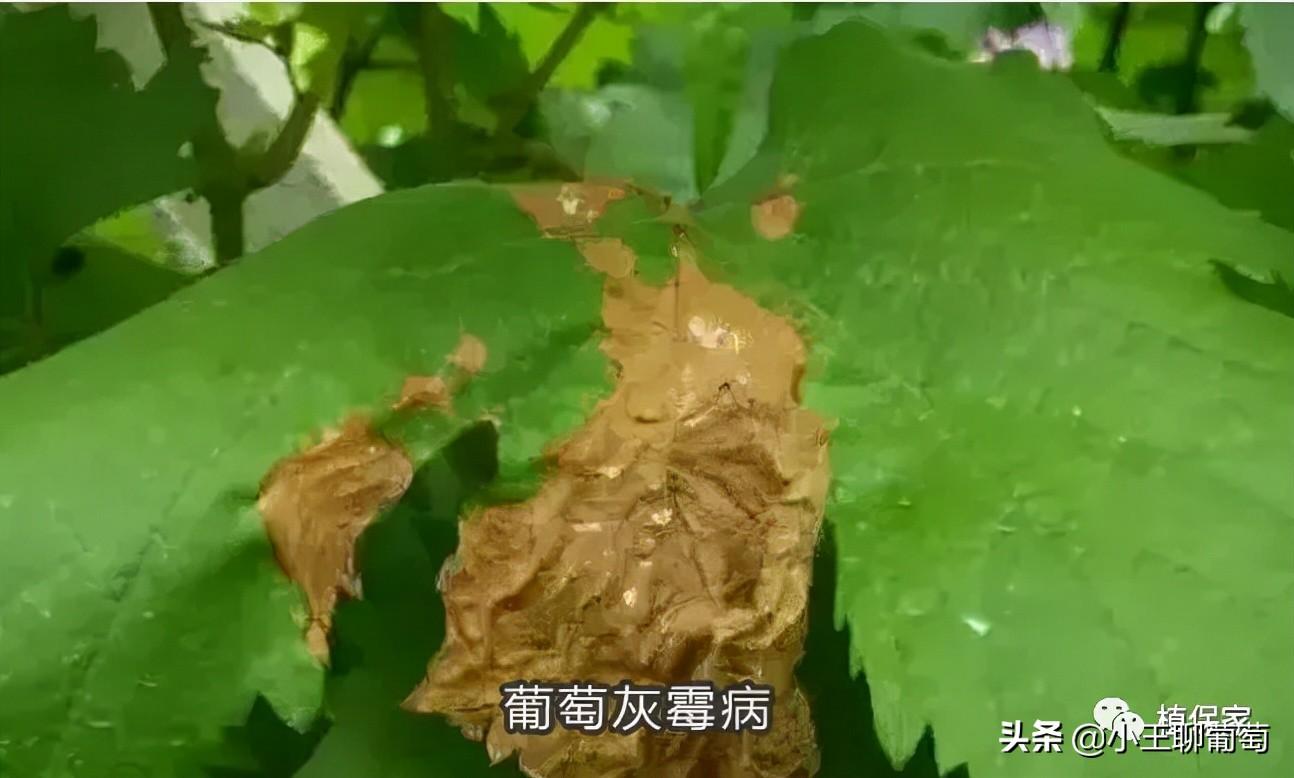 吡唑醚菌酯不能跟什么混用（吡唑醚菌酯五大禁忌和十大最佳杀菌配方）