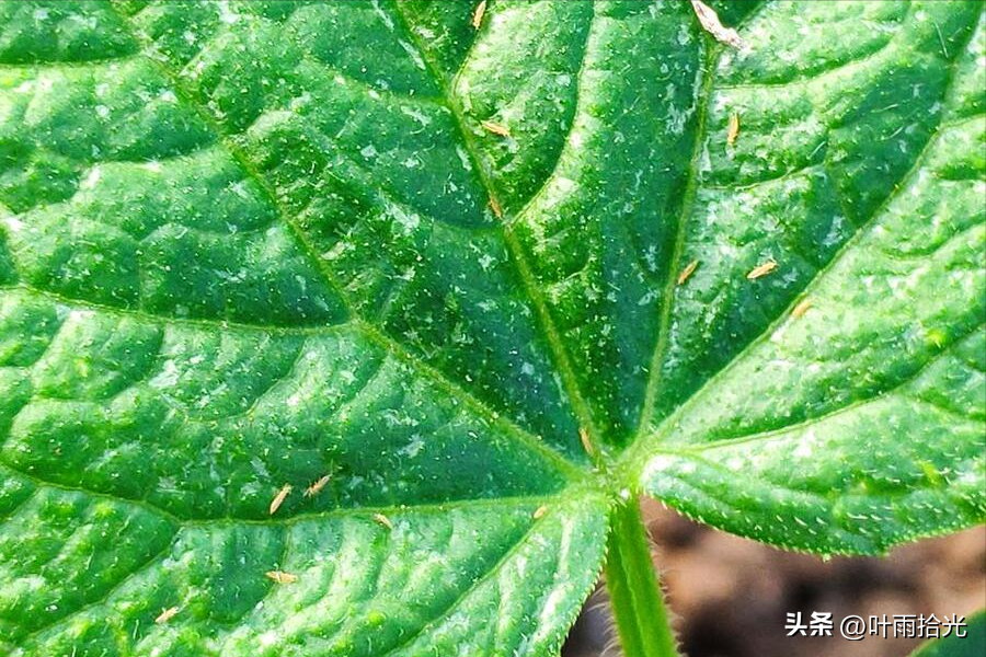 杀蓟马的三个好药（防治蓟马最常用的8种杀虫剂）