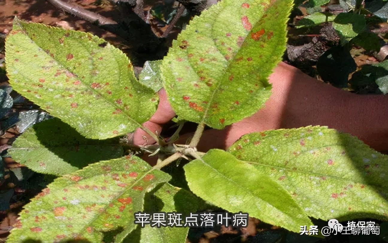 吡唑醚菌酯不能跟什么混用（吡唑醚菌酯五大禁忌和十大最佳杀菌配方）