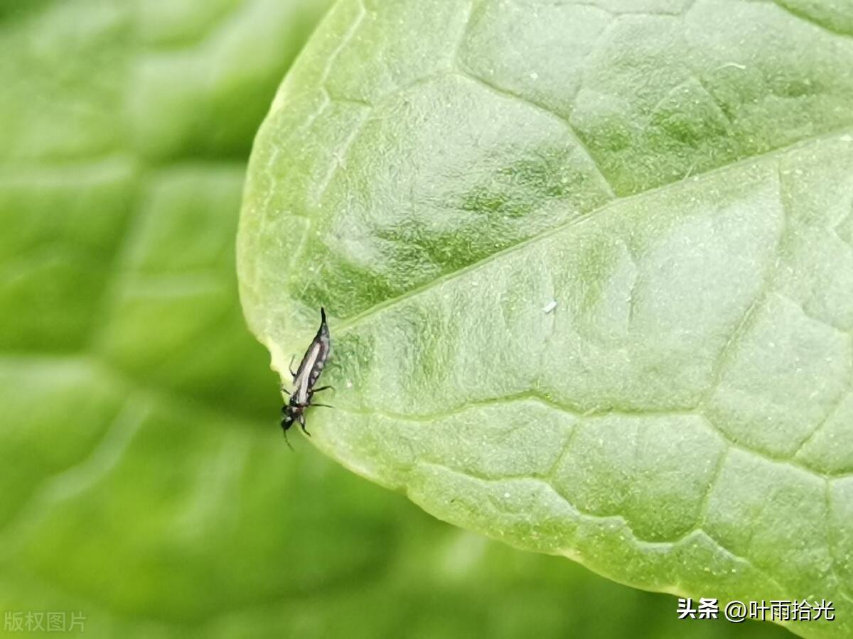 杀蓟马的三个好药（防治蓟马最常用的8种杀虫剂）