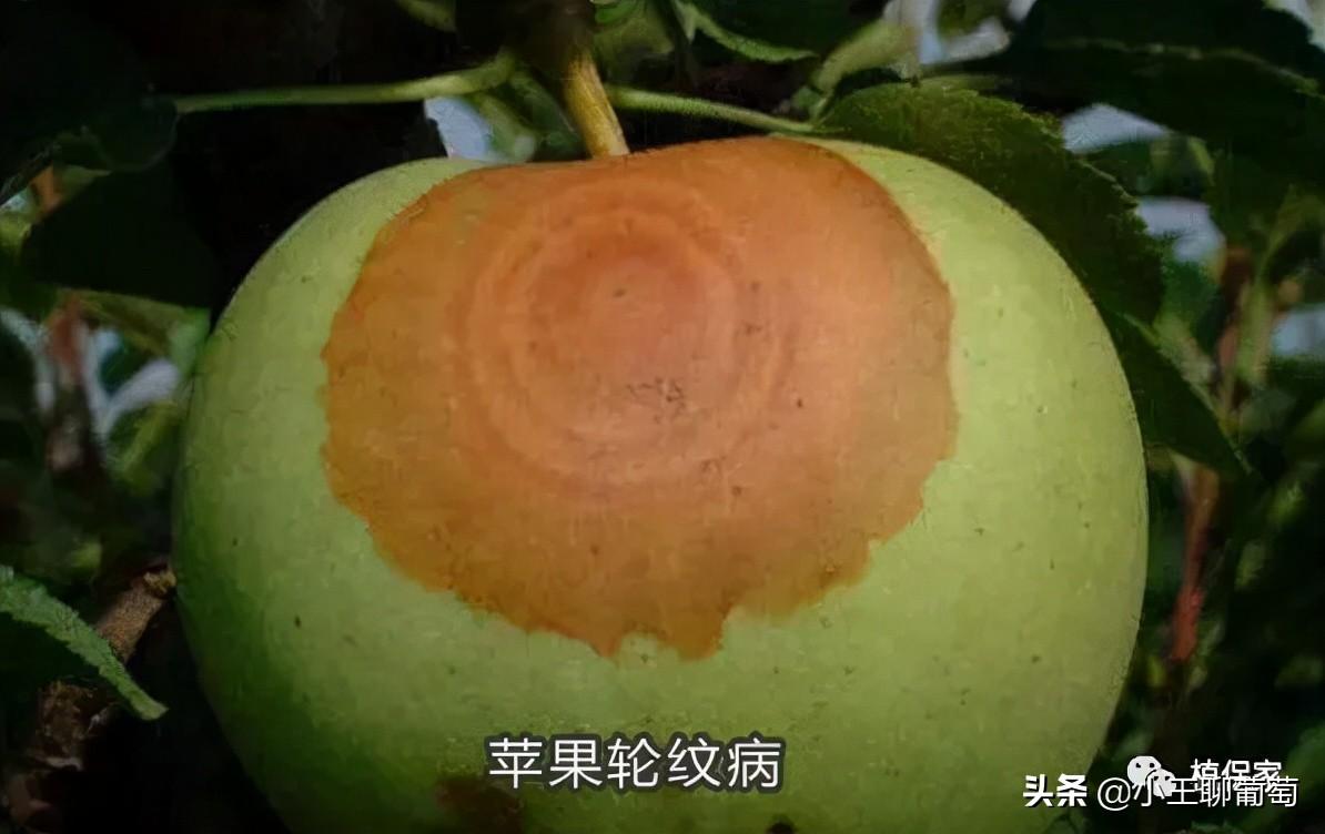 吡唑醚菌酯不能跟什么混用（吡唑醚菌酯五大禁忌和十大最佳杀菌配方）