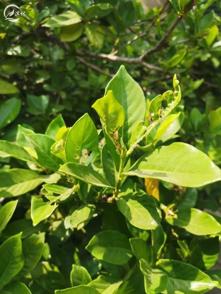 栀子花长蚜虫怎么治（栀子花养护中5种虫害的防治）