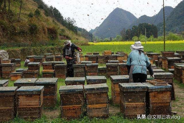 十大紧缺养殖业（养殖10大排行榜分析）