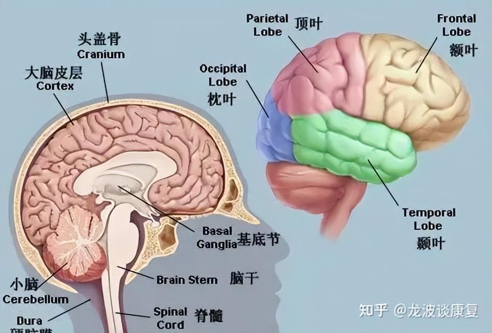 小脑轻度萎缩怎么办（小脑萎缩后缓解的方法）