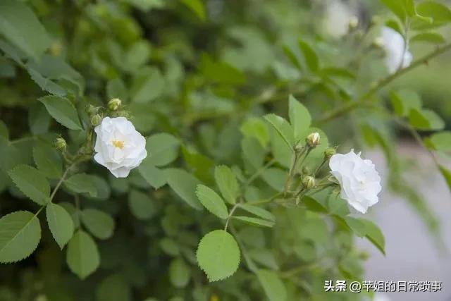 白蔷薇的花语和寓意是什么（不同颜色的蔷薇花代表着不同的含义）