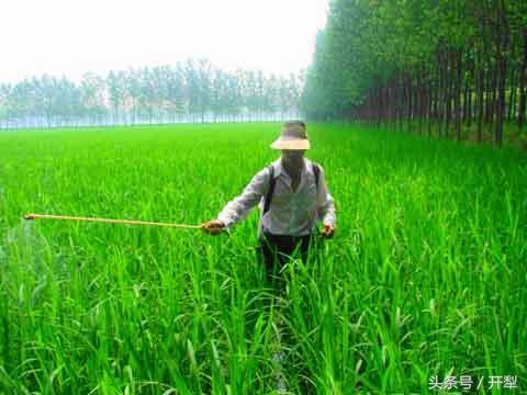 拔节孕穗期是什么意思（水稻拔节孕穗期田间管理）