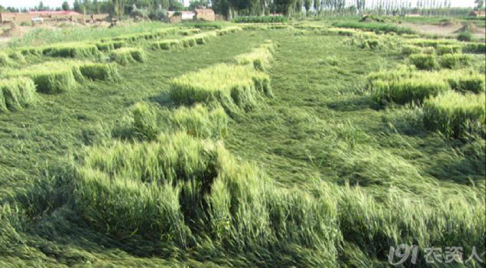 植物缺氮磷钾分别会怎么样（作物缺少氮磷钾的症状识别）