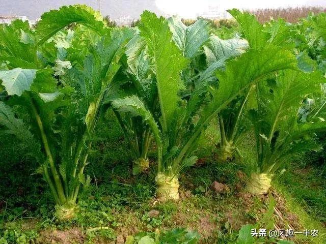 苤蓝种植时间及栽培方法（苤蓝种植时间及常用措施）