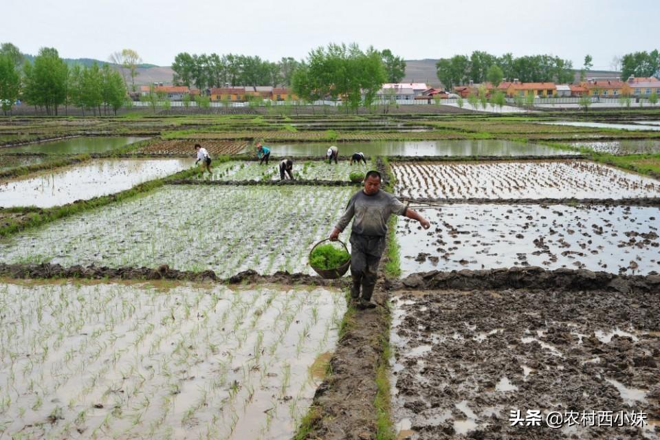 谷种泡多长时间催芽（水稻浸种催芽技术要点）