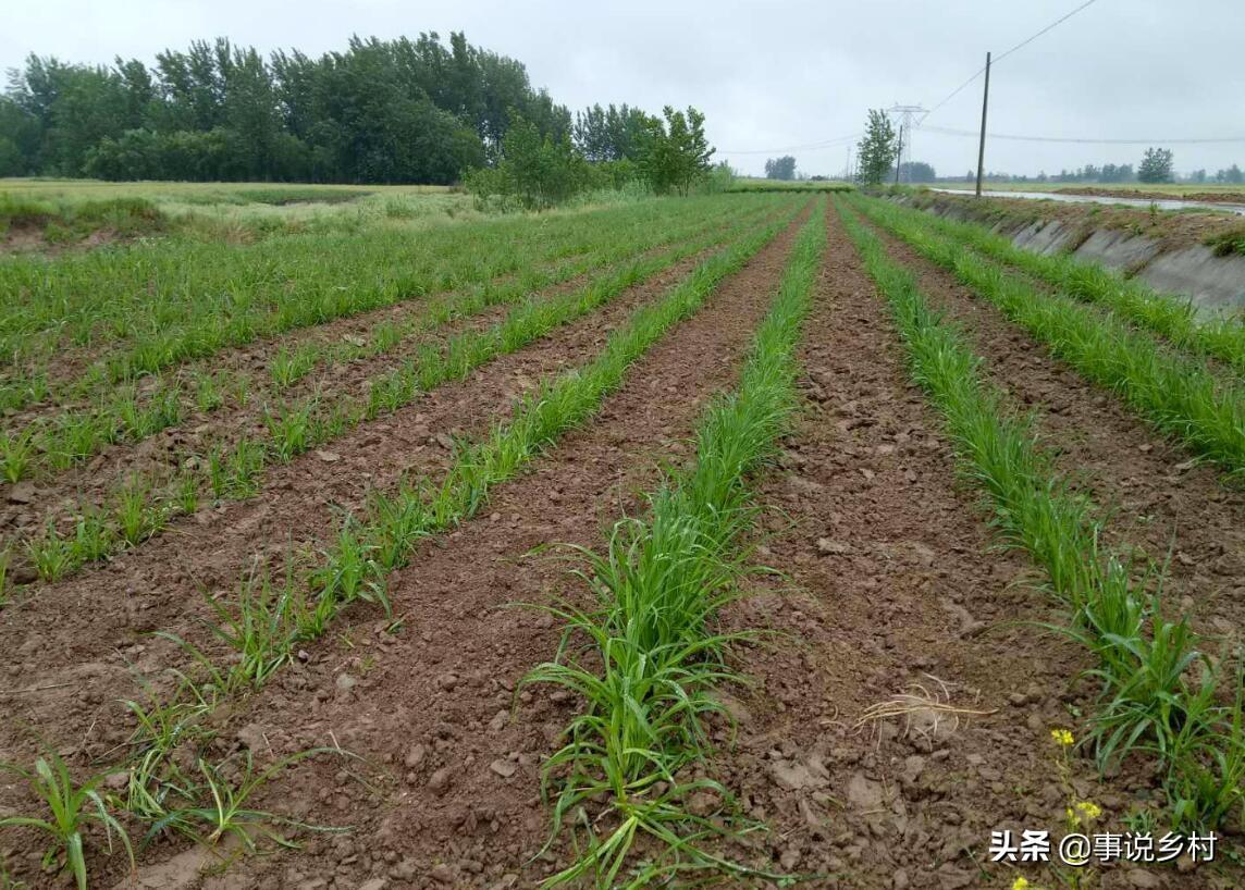 黄花菜种植方法和时间（学会黄花菜种植的5个要点）