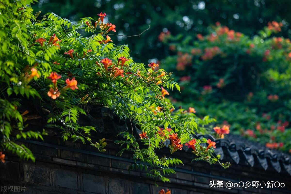 凌霄花种在什么地方好（凌霄花种植指南）