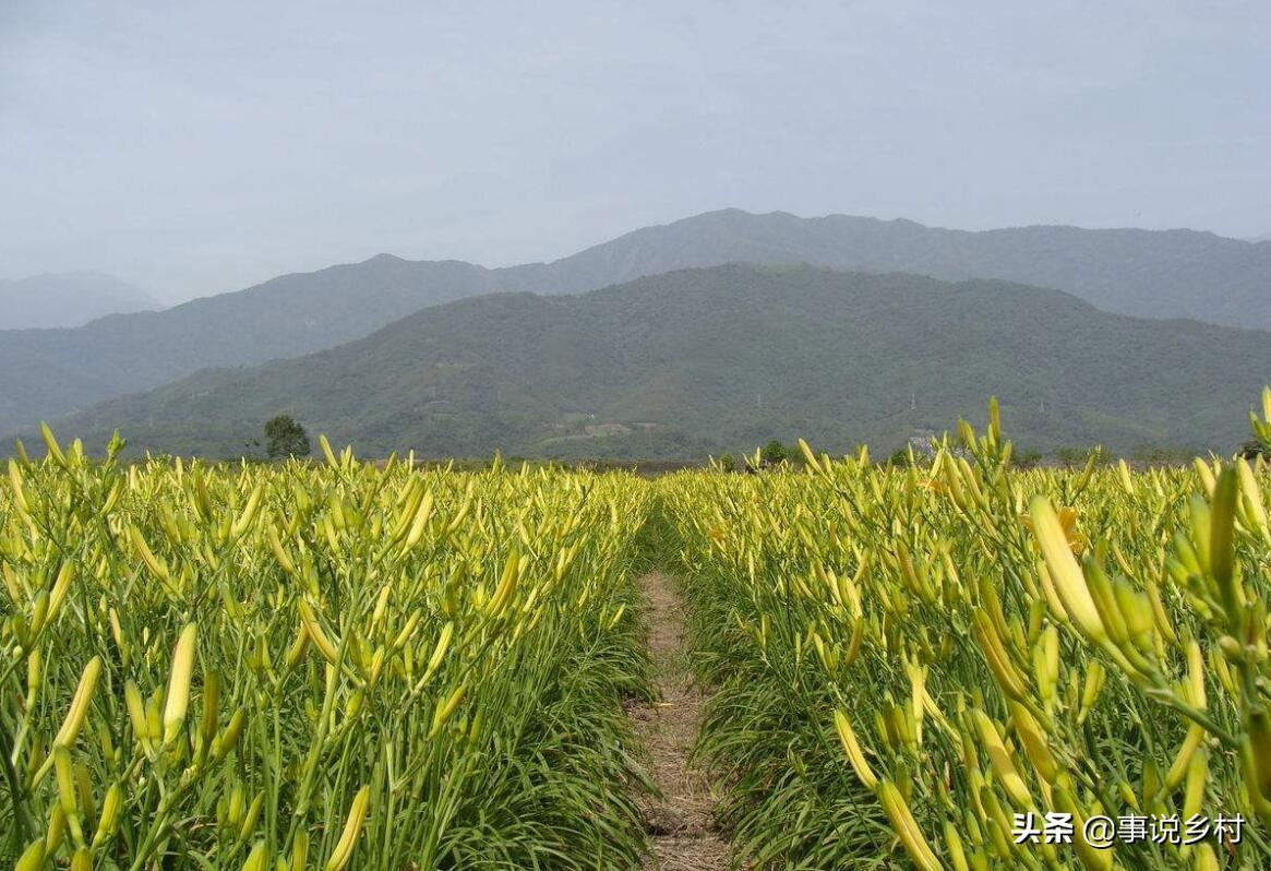 黄花菜种植方法和时间（学会黄花菜种植的5个要点）