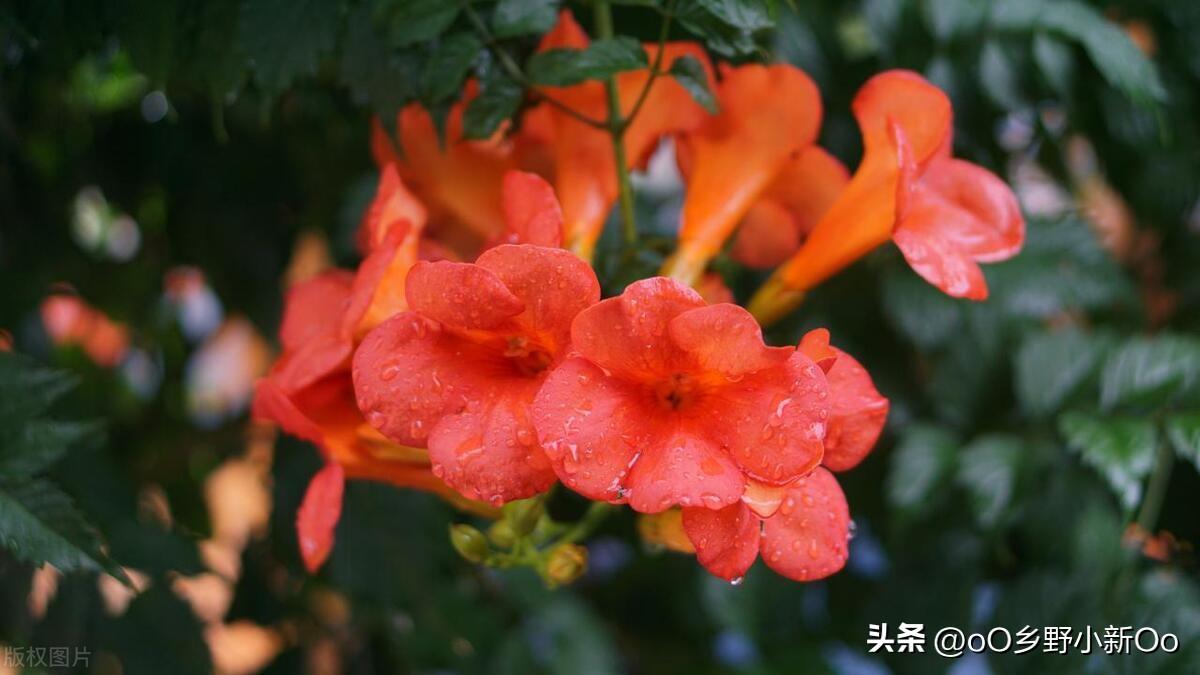 凌霄花种在什么地方好（凌霄花种植指南）