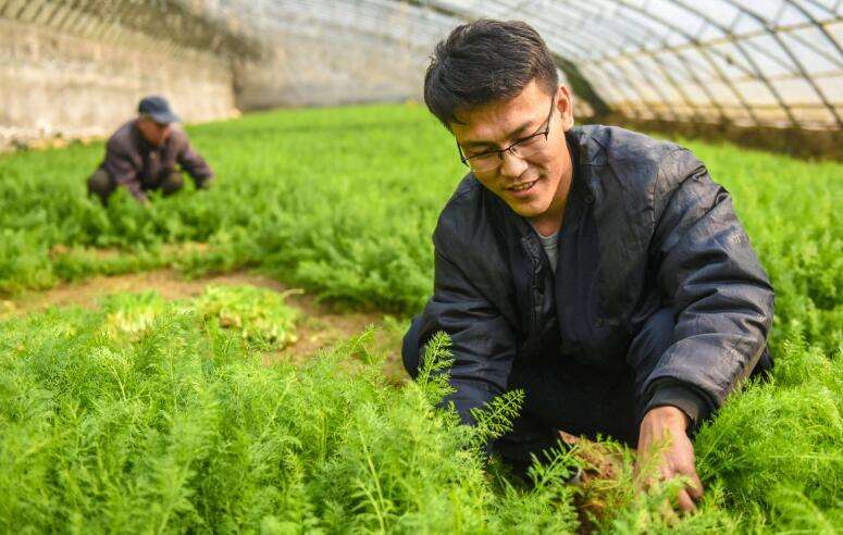 茴香能割几次（茴香丰产技术要点）