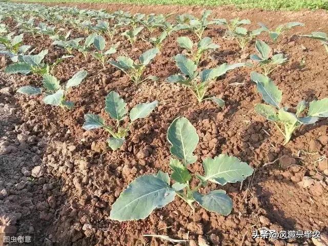 苤蓝种植时间及栽培方法（苤蓝种植时间及常用措施）