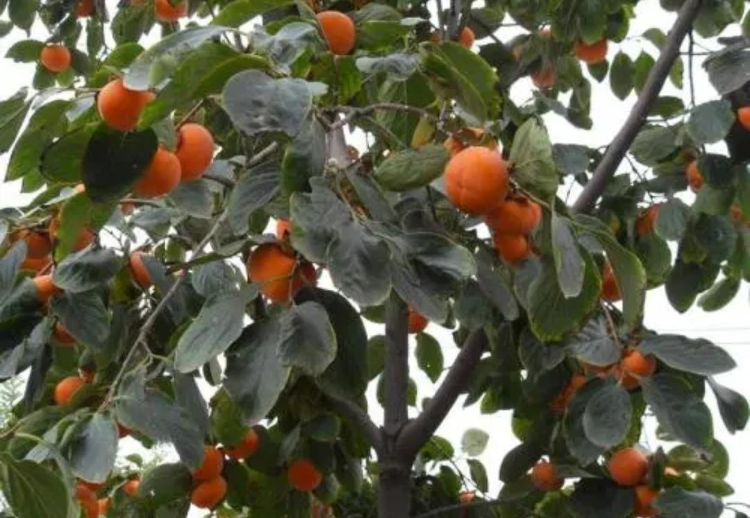 桂花树适合北方庭院种植吗(院子里适合栽的5种树）