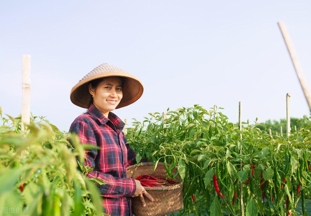 辣椒不催芽几天出苗（辣椒主要栽培技术）