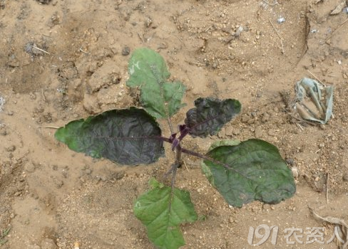 植物缺氮磷钾分别会怎么样（作物缺少氮磷钾的症状识别）