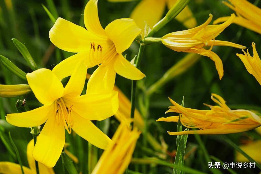 黄花菜种植方法和时间（学会黄花菜种植的5个要点）