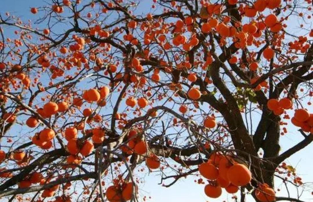 桂花树适合北方庭院种植吗(院子里适合栽的5种树）