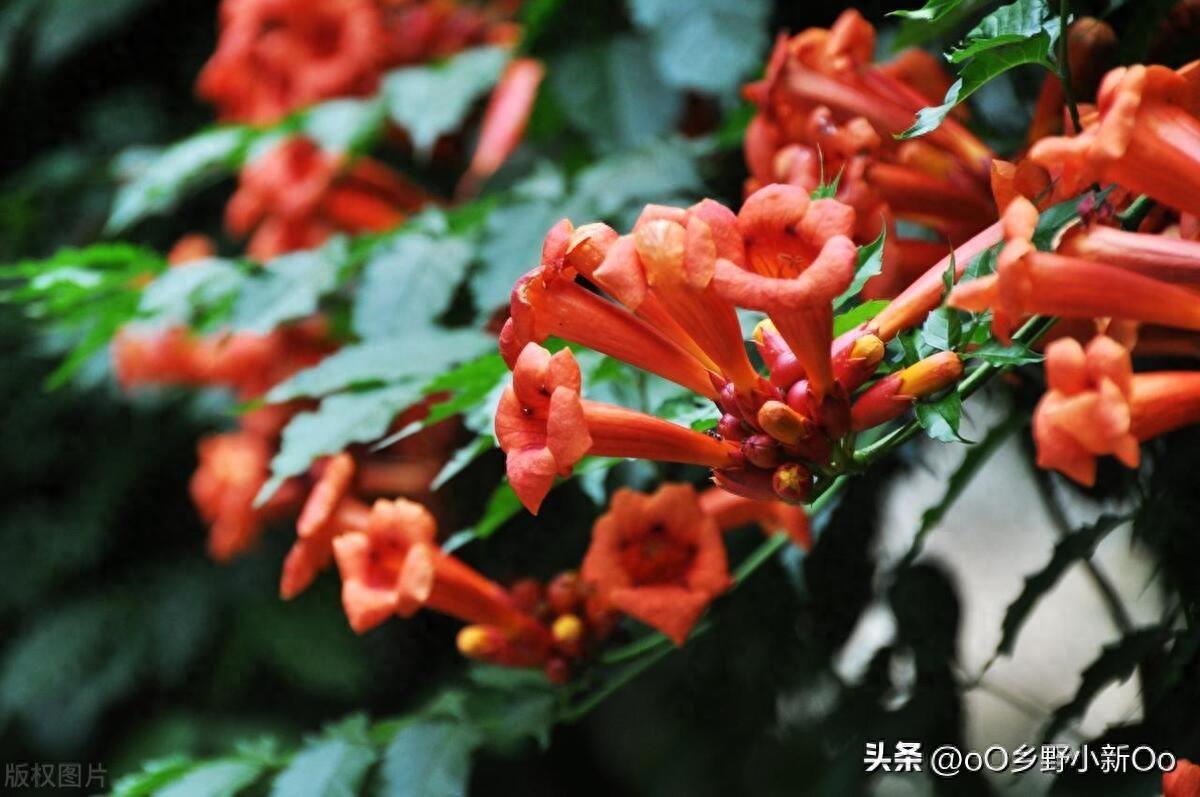 凌霄花种在什么地方好（凌霄花种植指南）