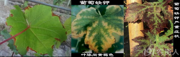 植物缺氮磷钾分别会怎么样（作物缺少氮磷钾的症状识别）