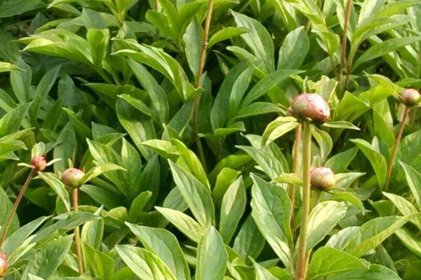 芍药多少钱一斤（白芍种植的利润与投资预测）