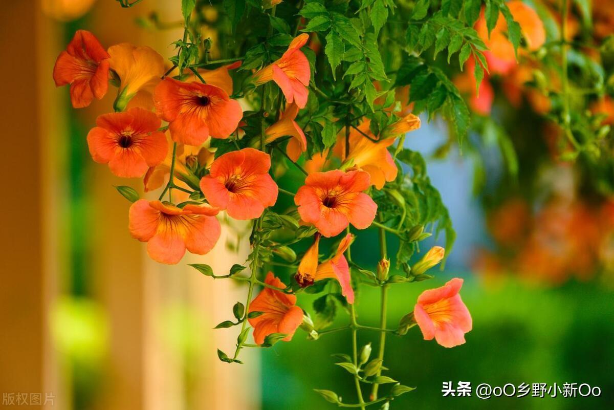 凌霄花种在什么地方好（凌霄花种植指南）