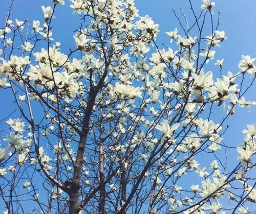 桂花树适合北方庭院种植吗(院子里适合栽的5种树）