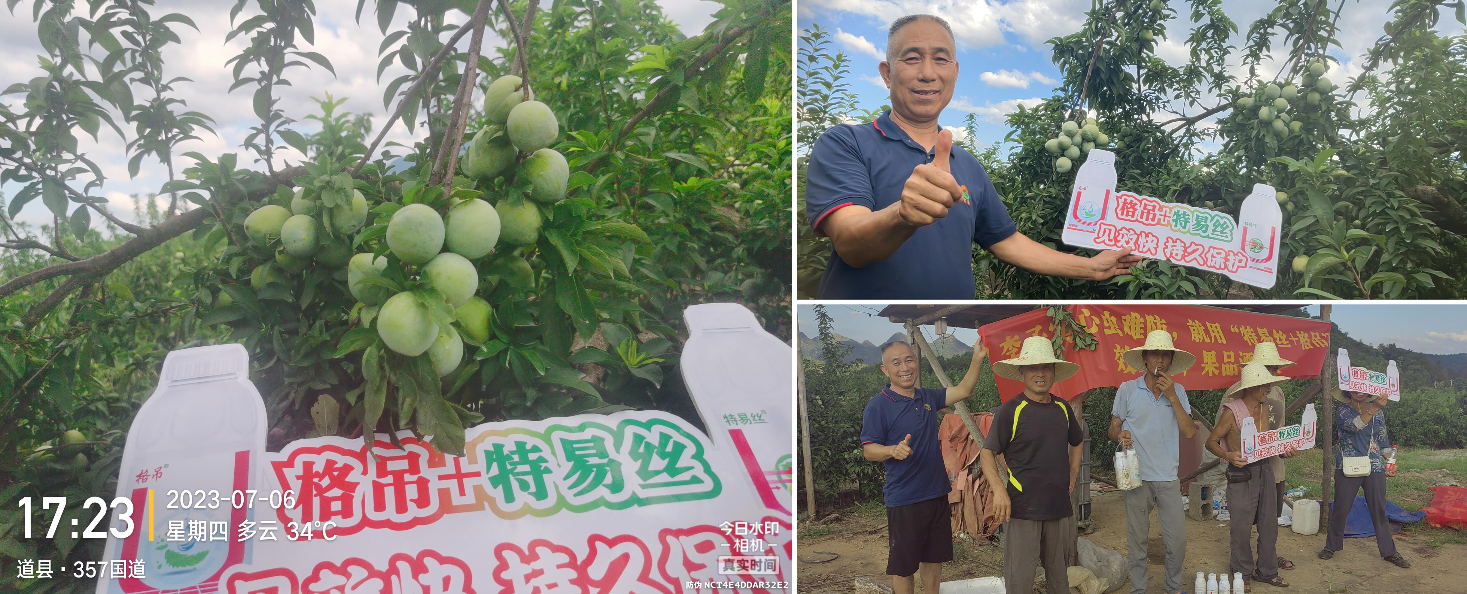 果树钻心虫特效药（防治果树钻蛀食心类害虫）