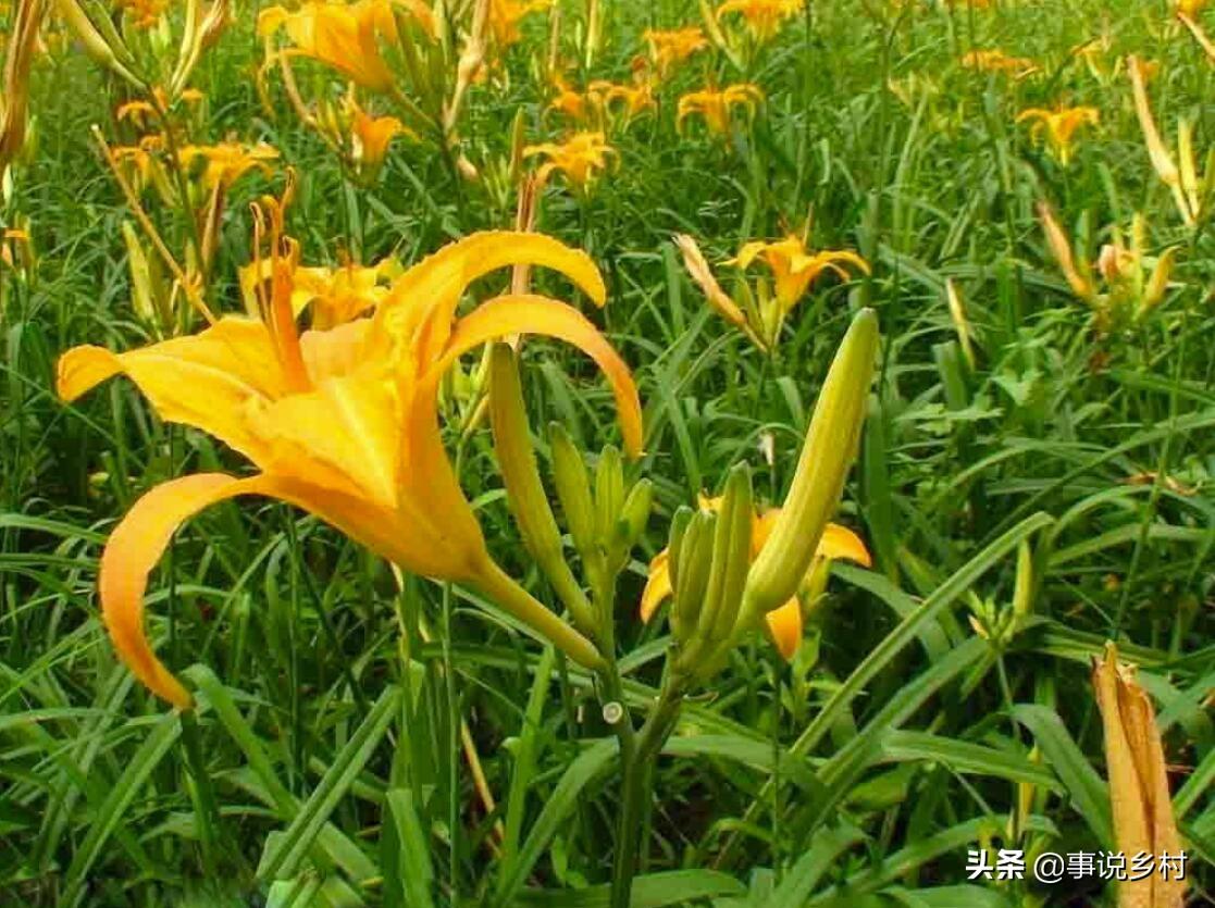 黄花菜种植方法和时间（学会黄花菜种植的5个要点）