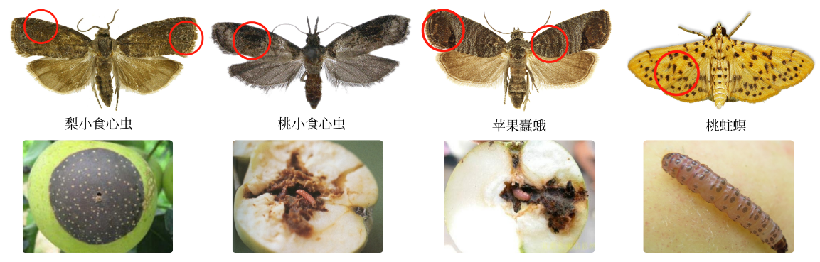 果树钻心虫特效药（防治果树钻蛀食心类害虫）