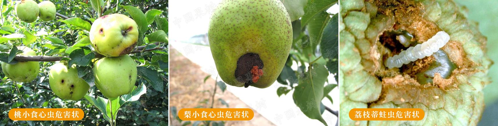 果树钻心虫特效药（防治果树钻蛀食心类害虫）