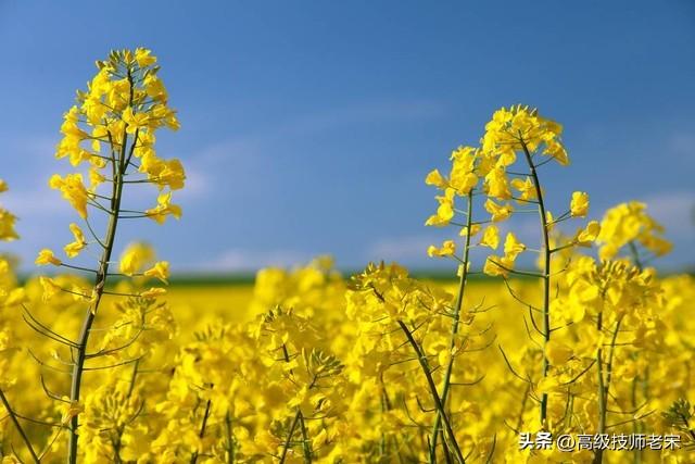 油菜什么时候播种（油菜种植全攻略）