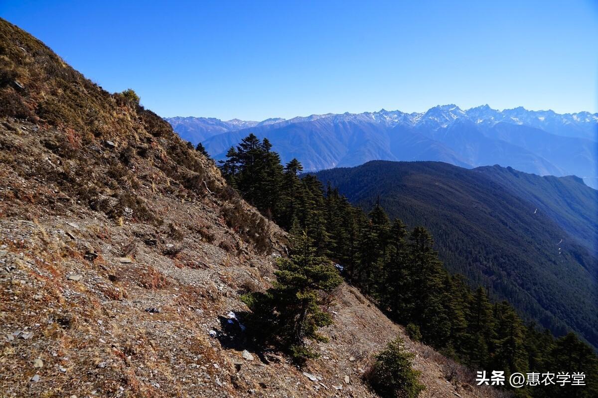 冬虫夏草多少钱（全国各地区虫草价格一览）