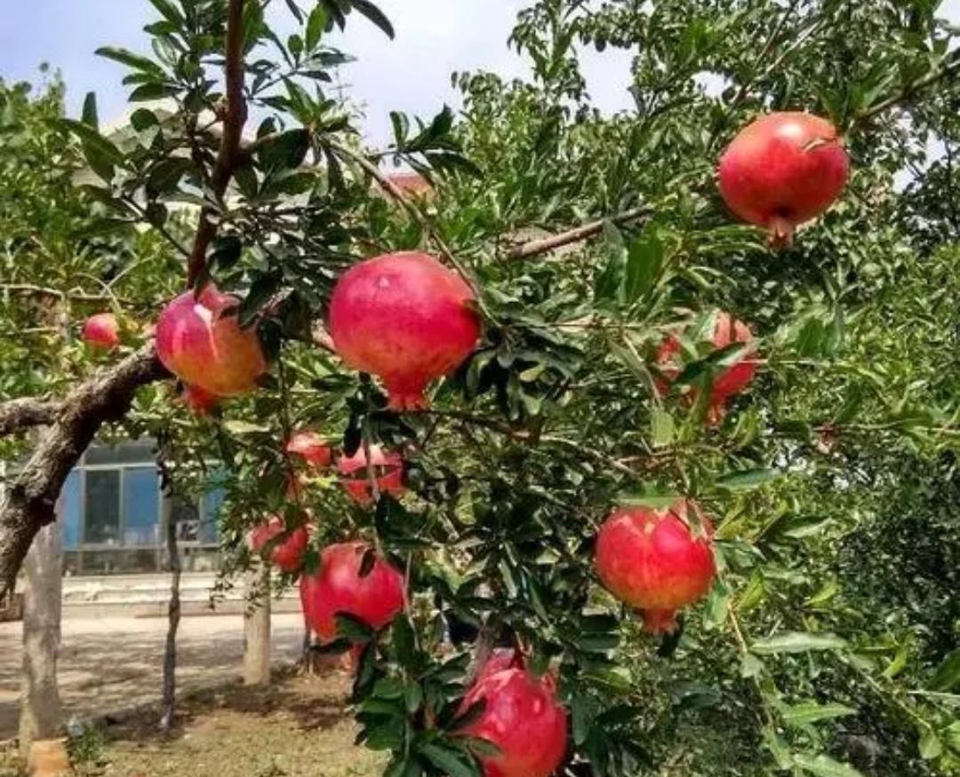 桂花树适合北方庭院种植吗(院子里适合栽的5种树）