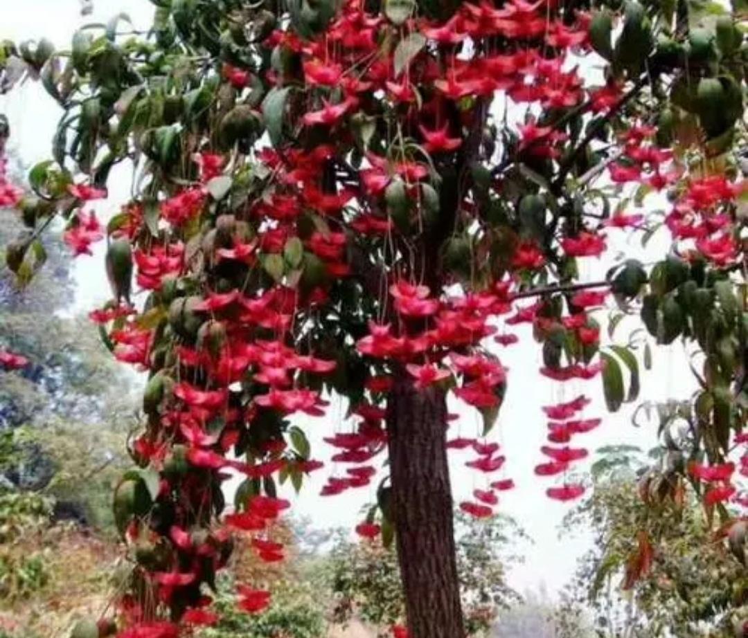 桂花树适合北方庭院种植吗(院子里适合栽的5种树）