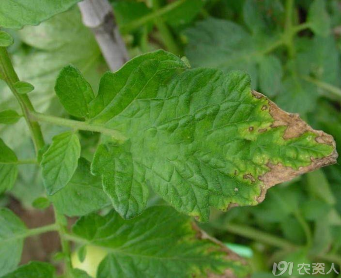 植物缺氮磷钾分别会怎么样（作物缺少氮磷钾的症状识别）