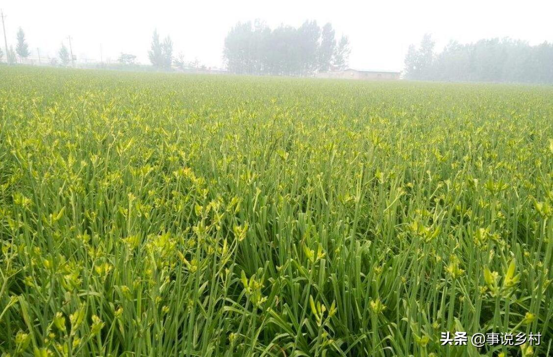 黄花菜种植方法和时间（学会黄花菜种植的5个要点）