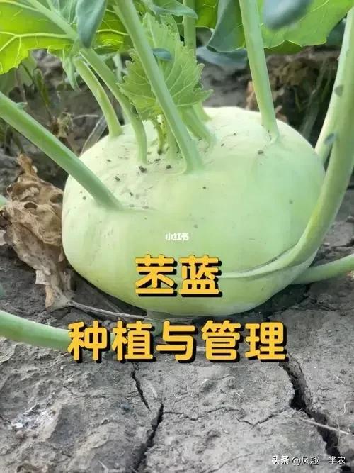 苤蓝种植时间及栽培方法（苤蓝种植时间及常用措施）