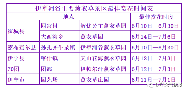 霍城薰衣草花期是什么时间（伊犁薰衣草花期预报来了）