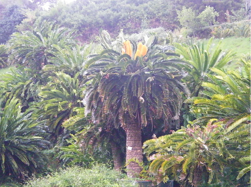 养观音莲座蕨犯法吗（“8种常见”的国家保护植物）