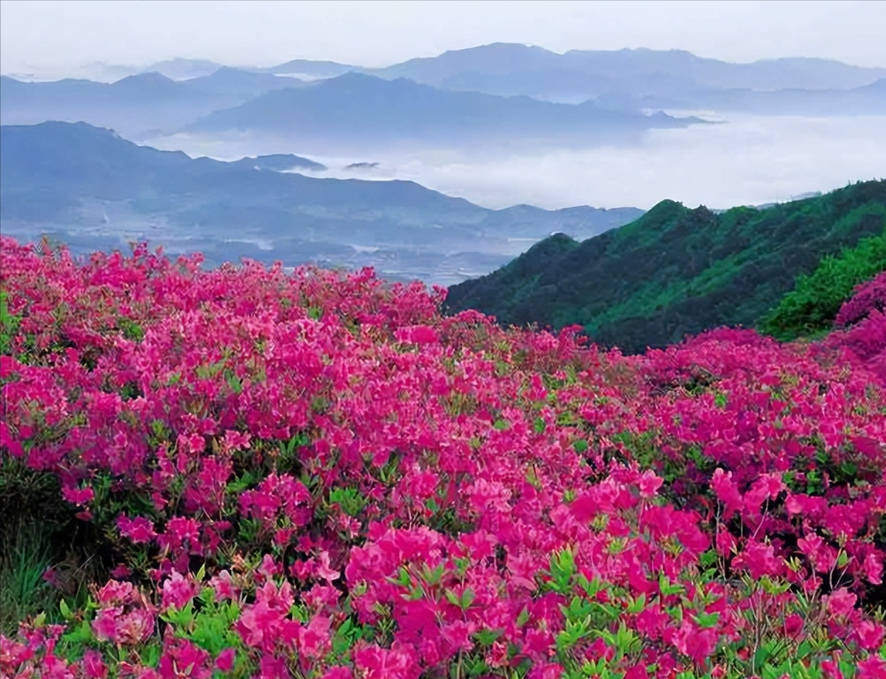 养观音莲座蕨犯法吗（“8种常见”的国家保护植物）